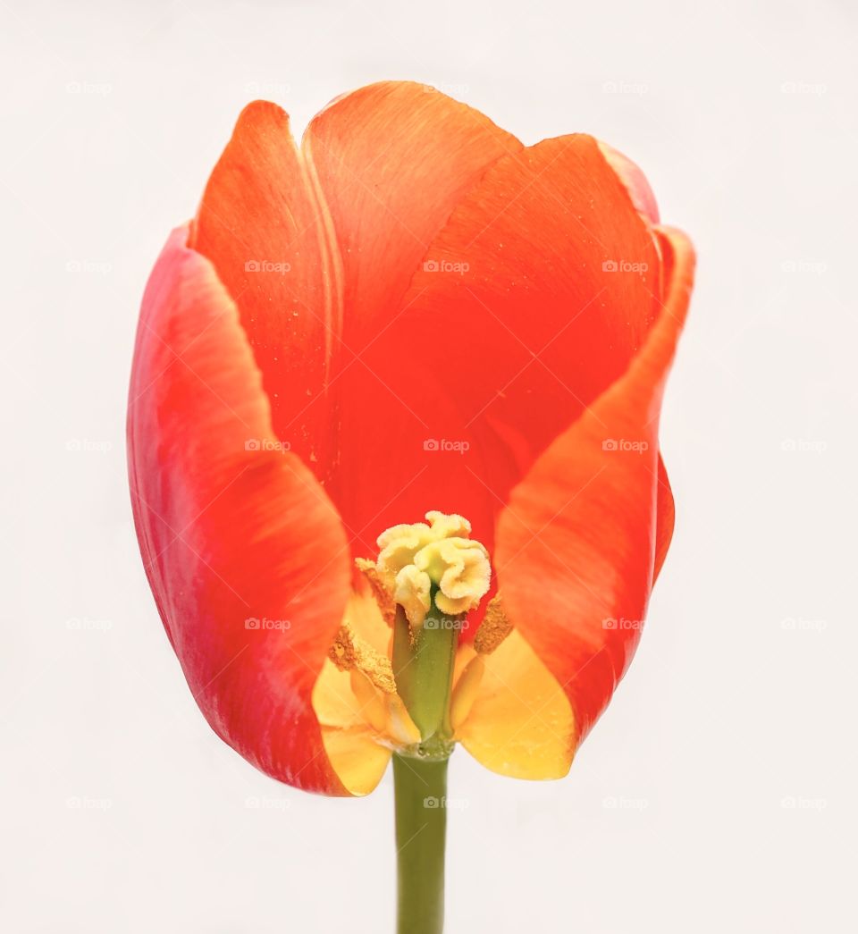 Orange tulip with missing petal shows the inside of the flower