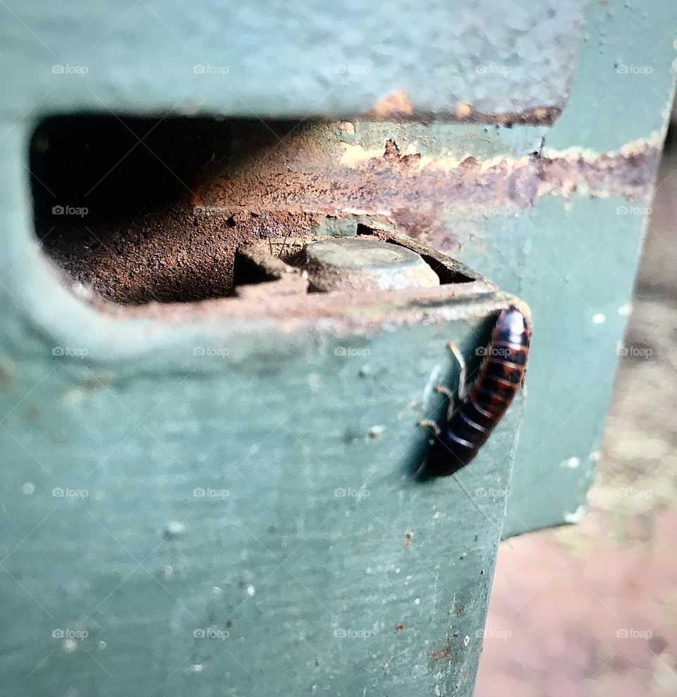 Metallic gate- outside gate with those lovely looking bugs     Iron vs nature. 