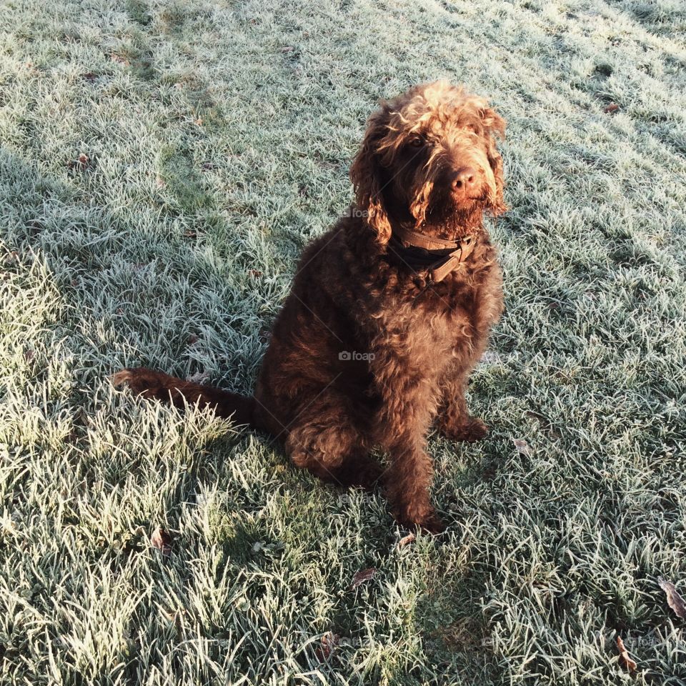 Dog, Cute, Mammal, Portrait, Pet