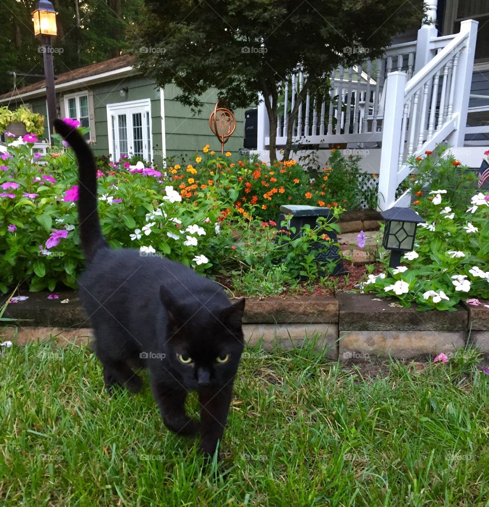 Black cat by garden
