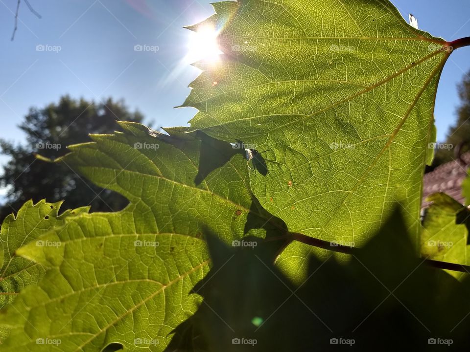 Herbst