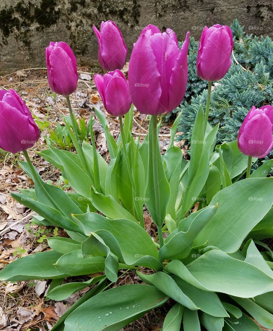 Fuchsia tulips, growing thick in garden.
