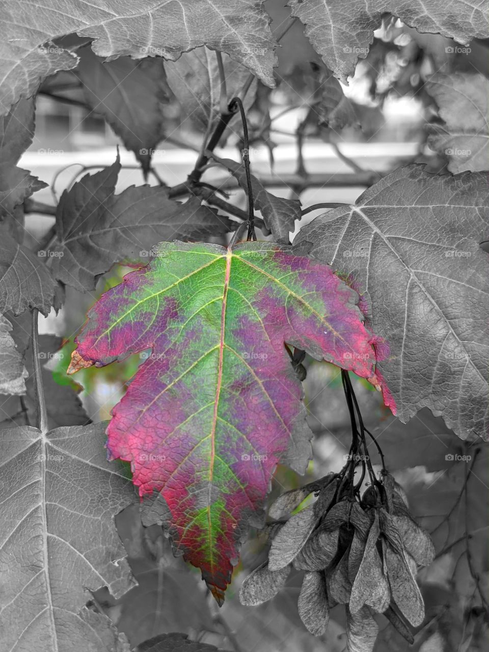 Maple tree leaves on the fall