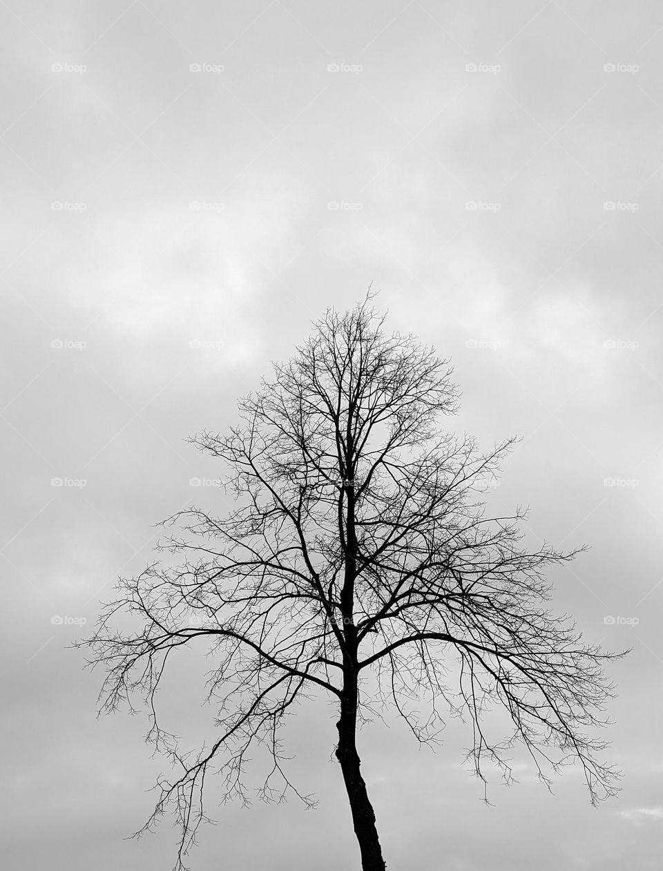 Loneliness. A silhouette of leafless tree