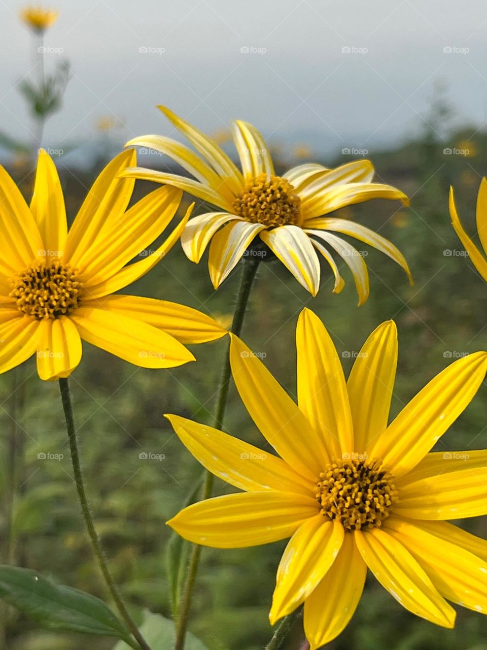 Colors are in us, the world is more beautiful when it is colorful