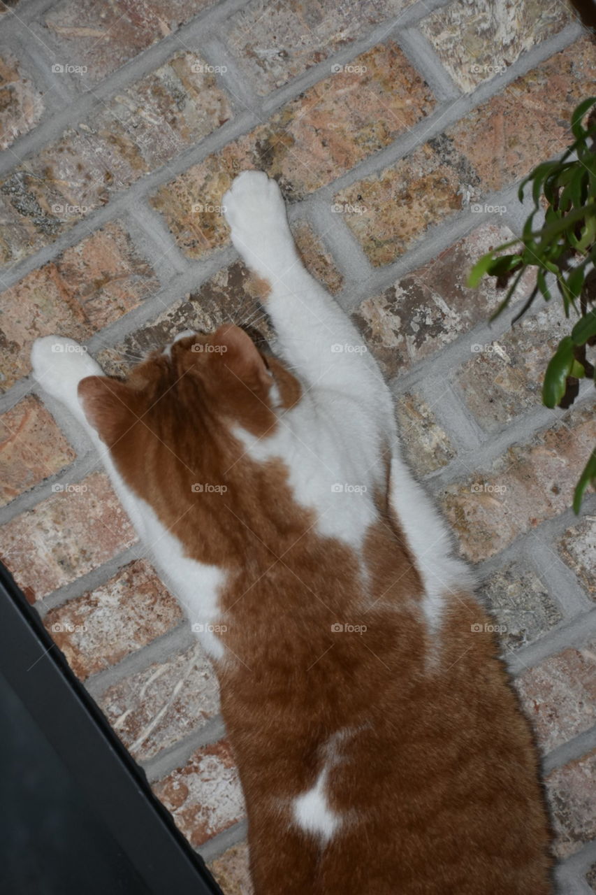 different kitty trying to climb