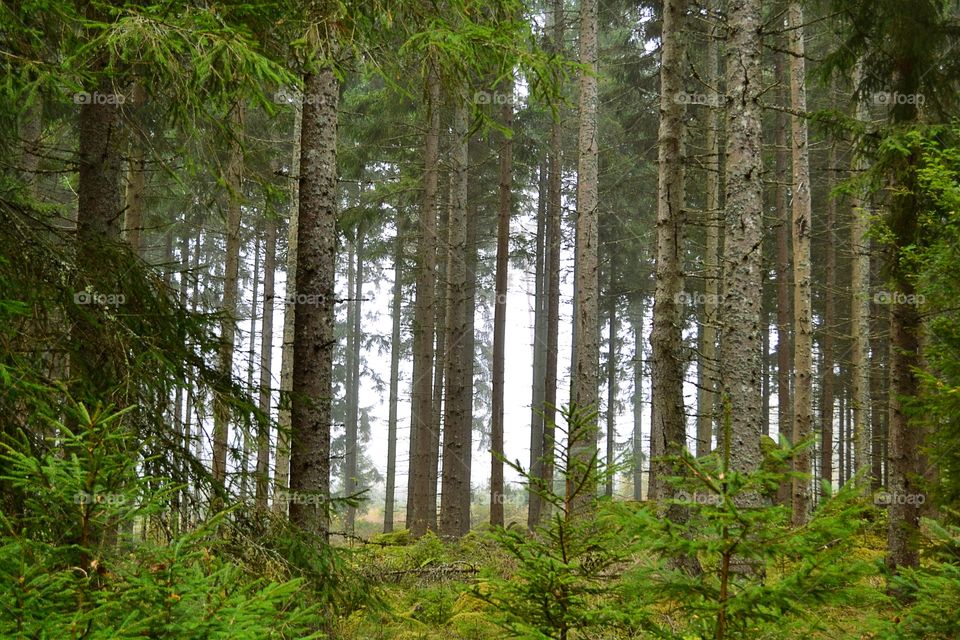 Scenic view of forest