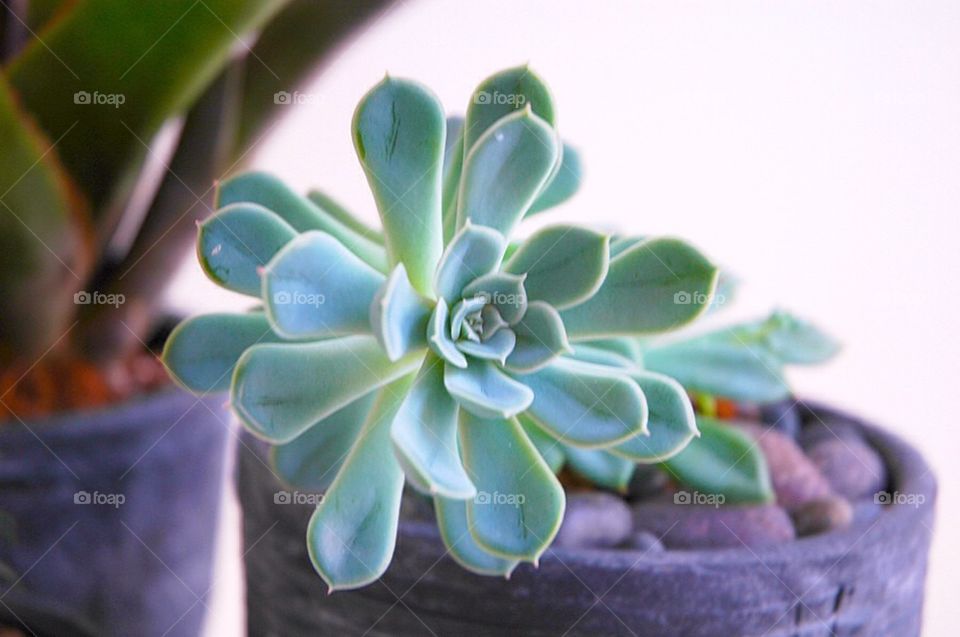 Succulent Plant