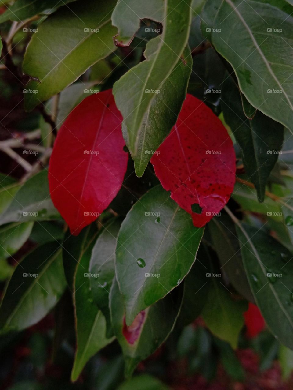 Two red leaves in between the green leaves