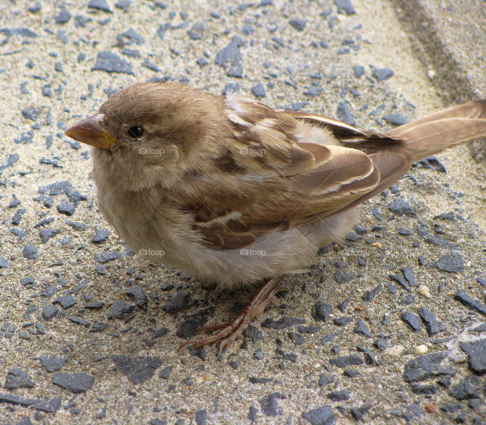 Little sparrow