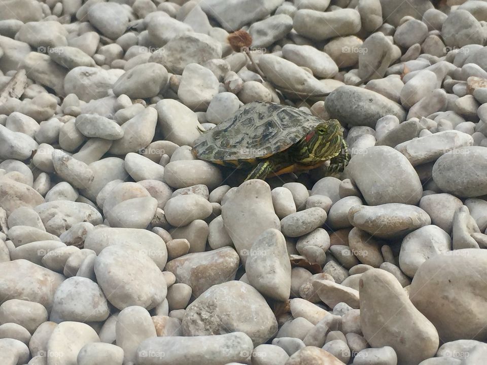 Turtle at the creek 