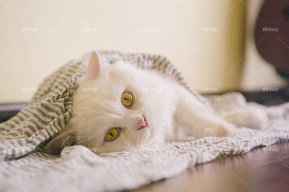 White cat relaxing on floor