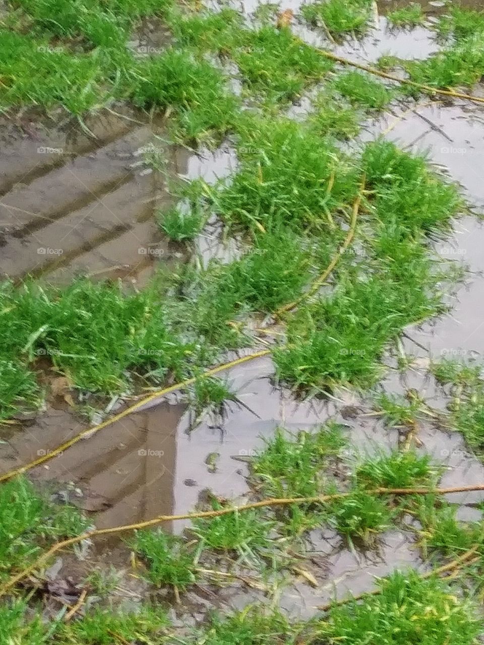 house reflected in water