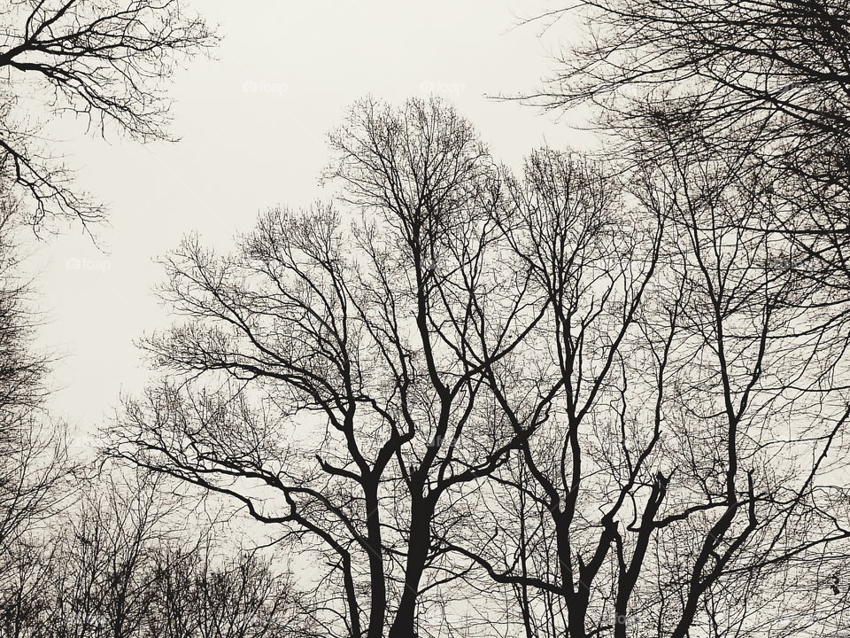 Close-up of bare trees