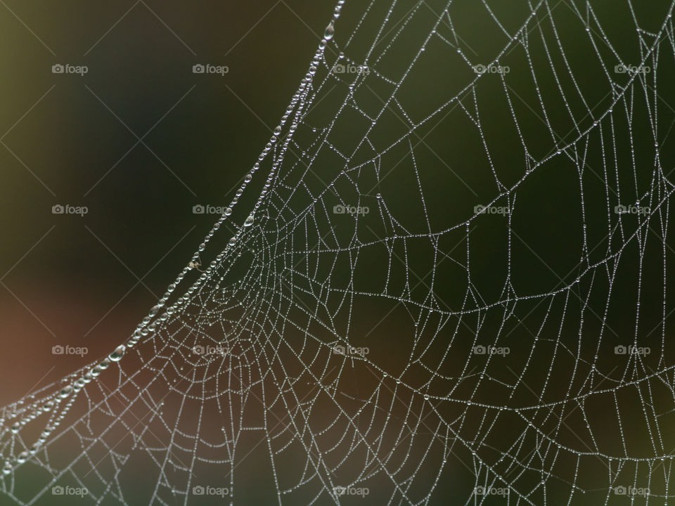 Spider Web