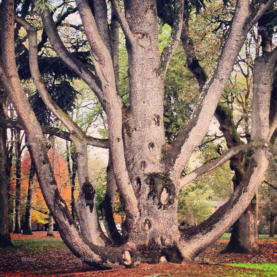winter tree trees leaf by shanna.roast