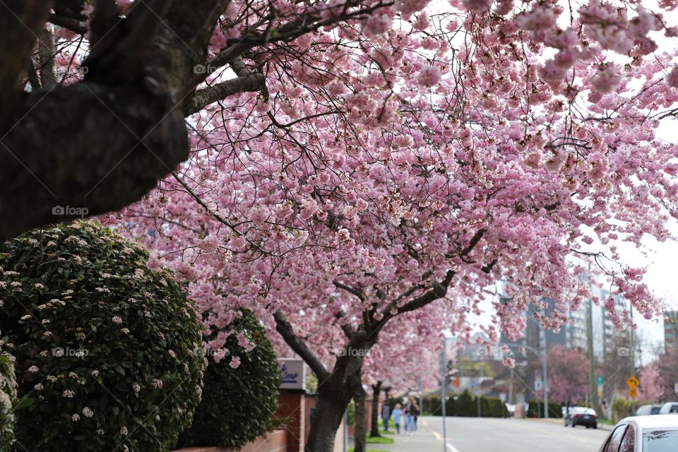 Trees blooming 