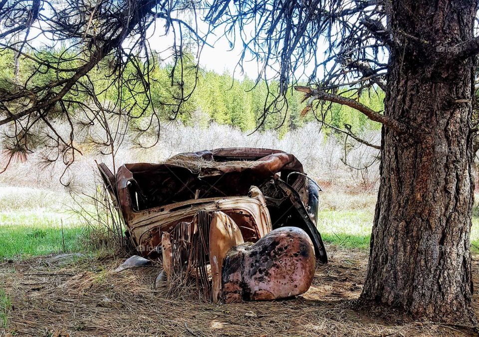 Old abandoned car in the forest