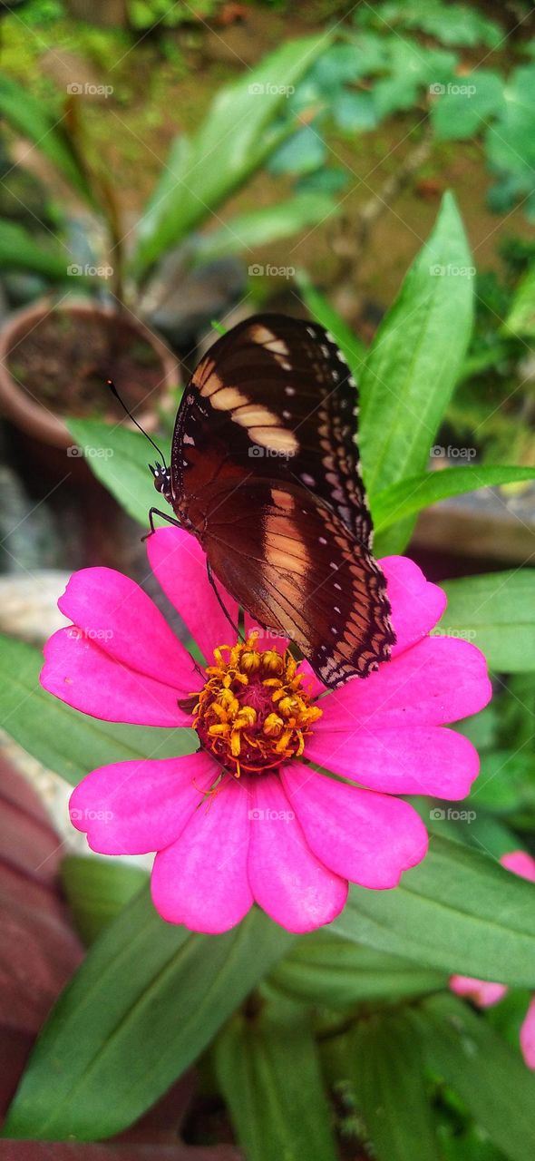 The beauty of butterflies and flowers seems inseparable