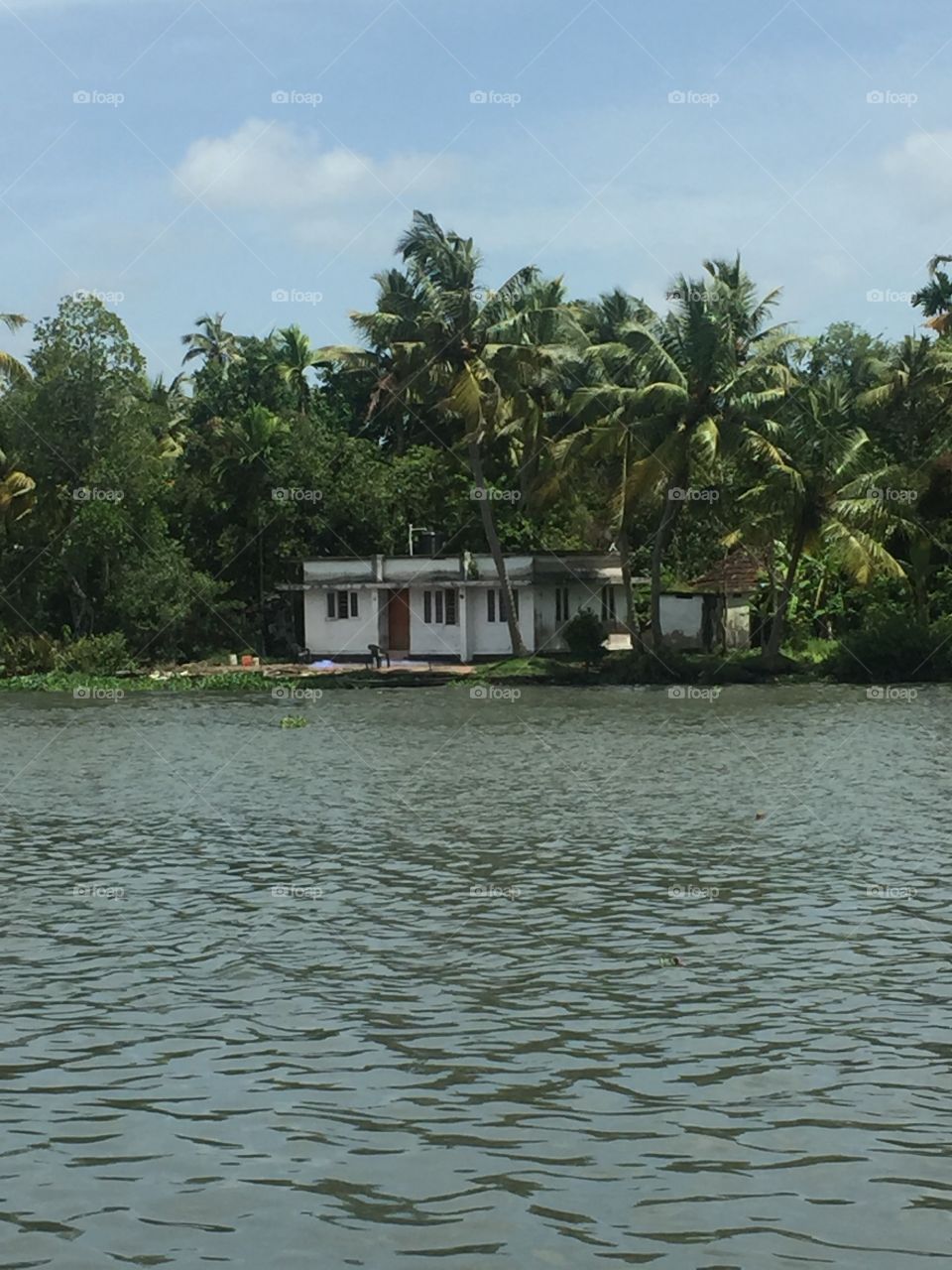 Water, Tree, Tropical, Palm, No Person