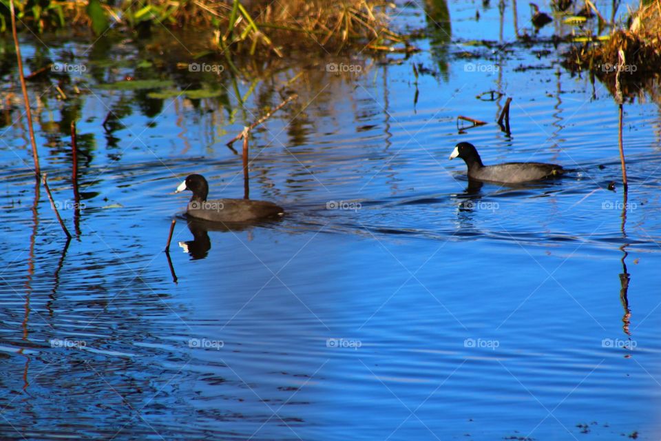 Two waterfowl swimming together 