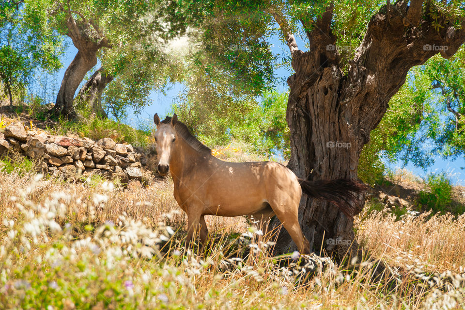 Horse under an olive tree in olive grove. Seeking shelter from harsh hot sun.