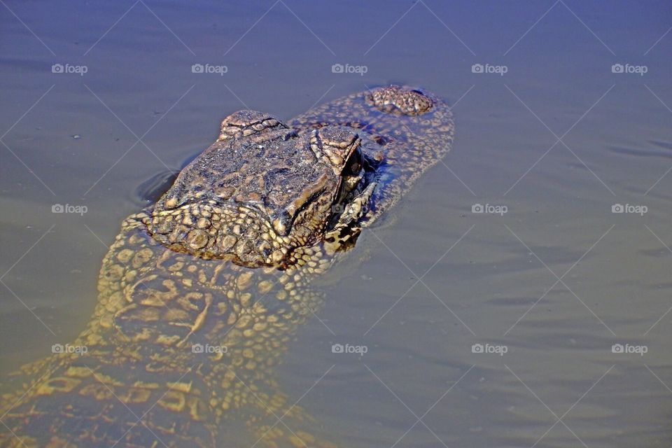 Floating alligator. Floating Alligator