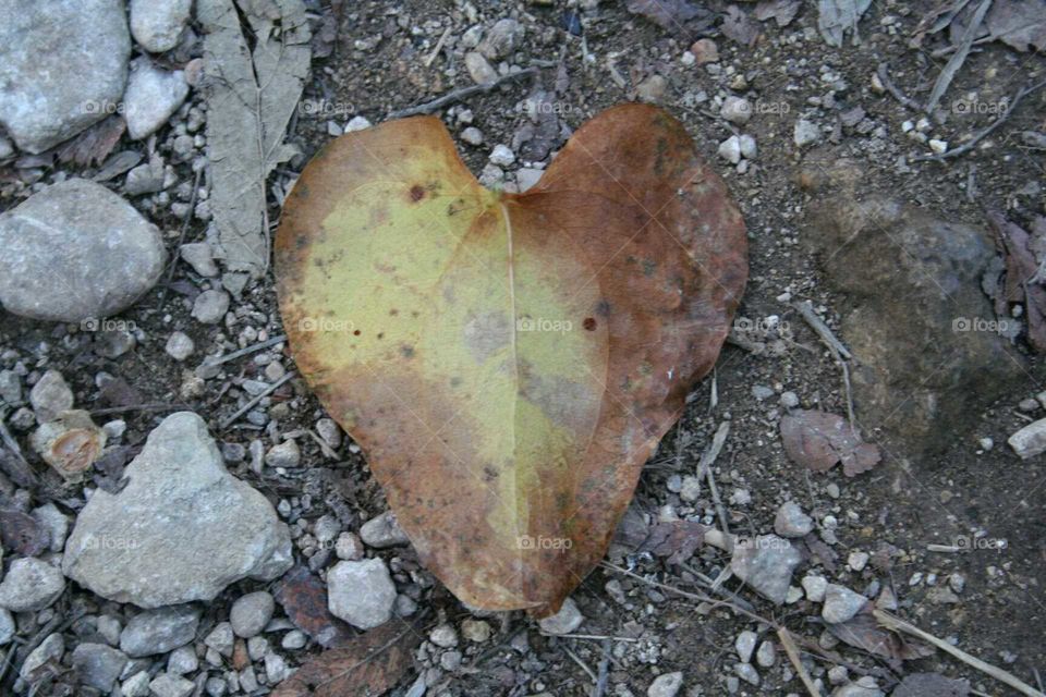 Heart shaped leaf.