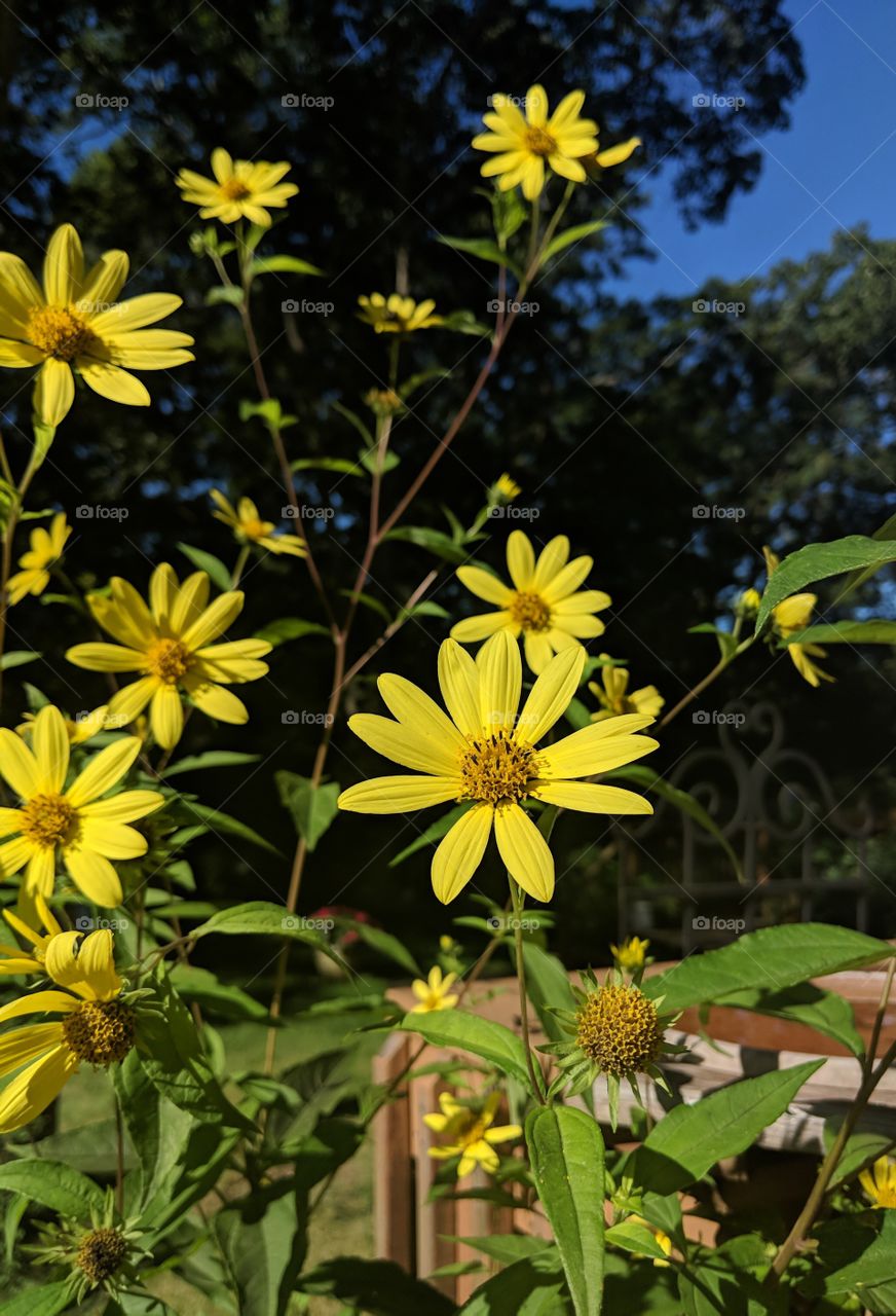 Woodland sunflowers in early fall