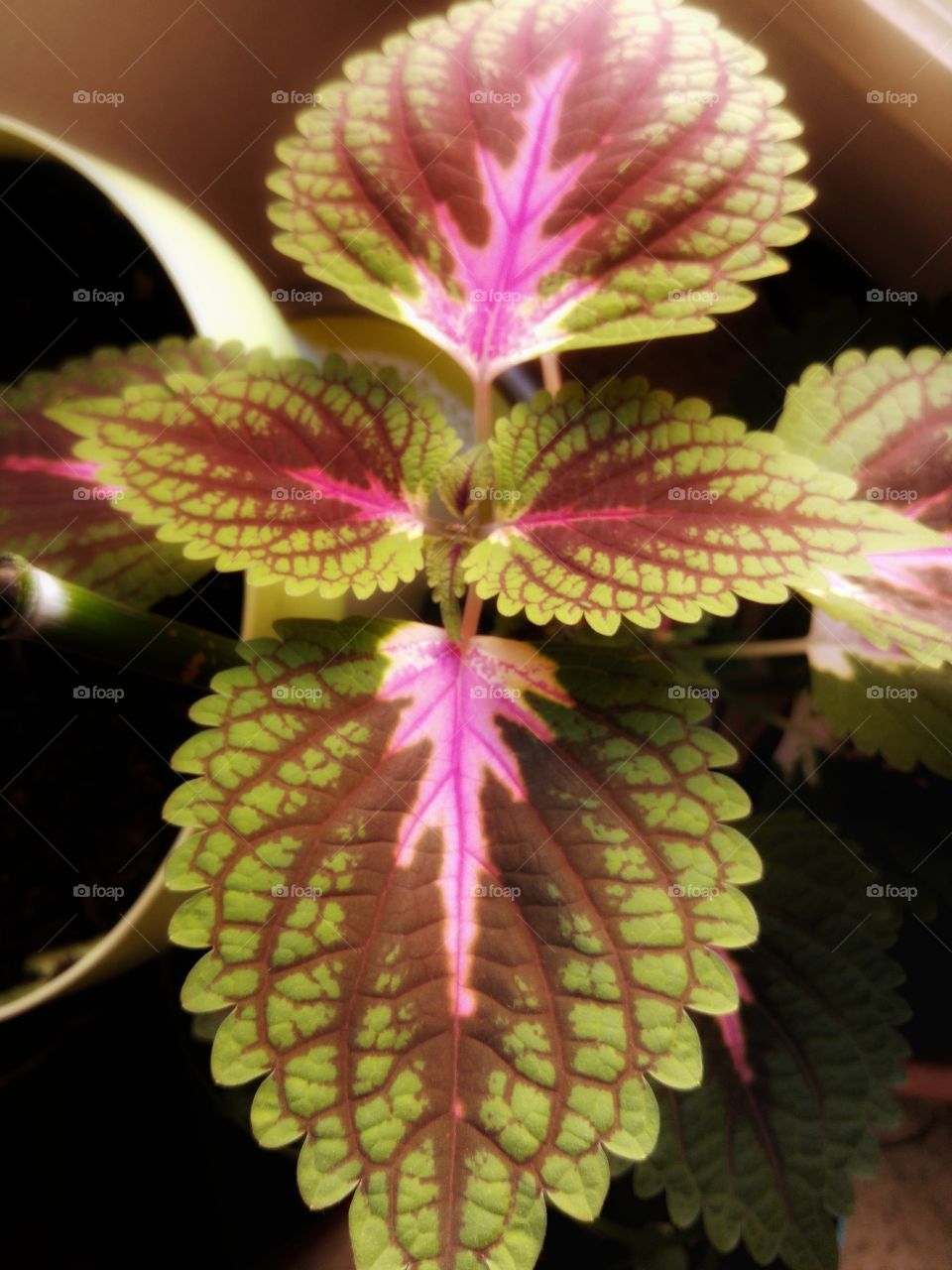 Beautiful indoor plants