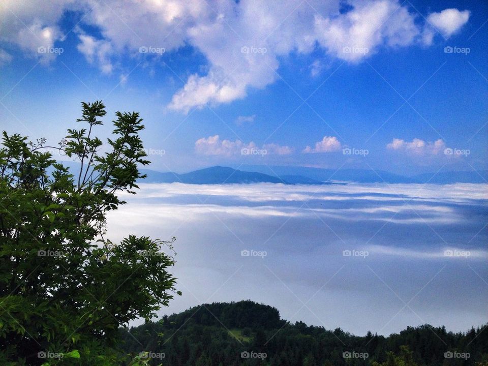 Scenic view of nature in fog