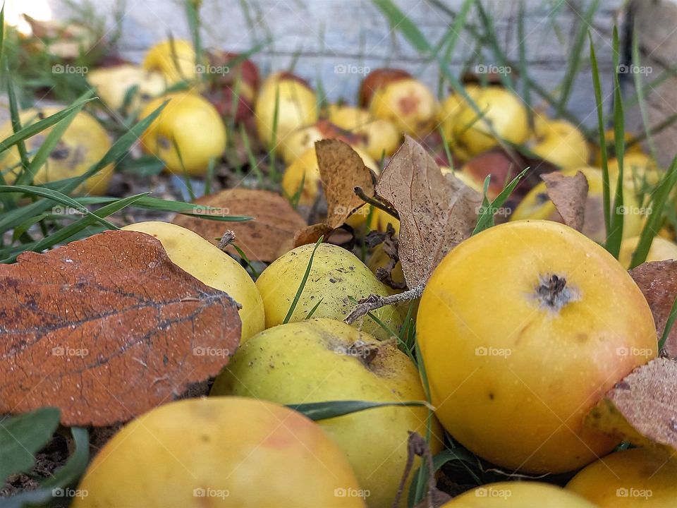 wild apples fallen to the ground.