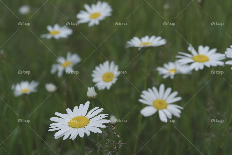 Daisies in the field 