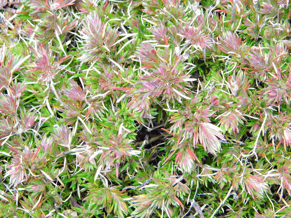 Texture and pattern of grass