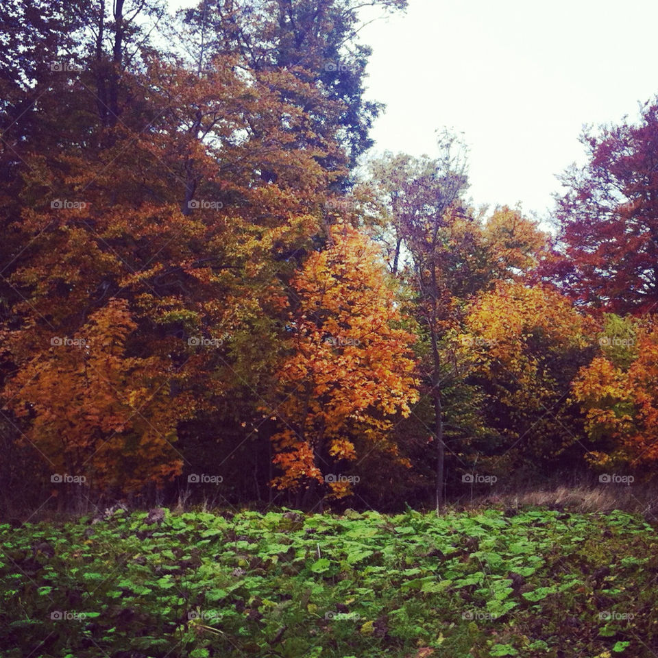 green sweden tree autumn by asa