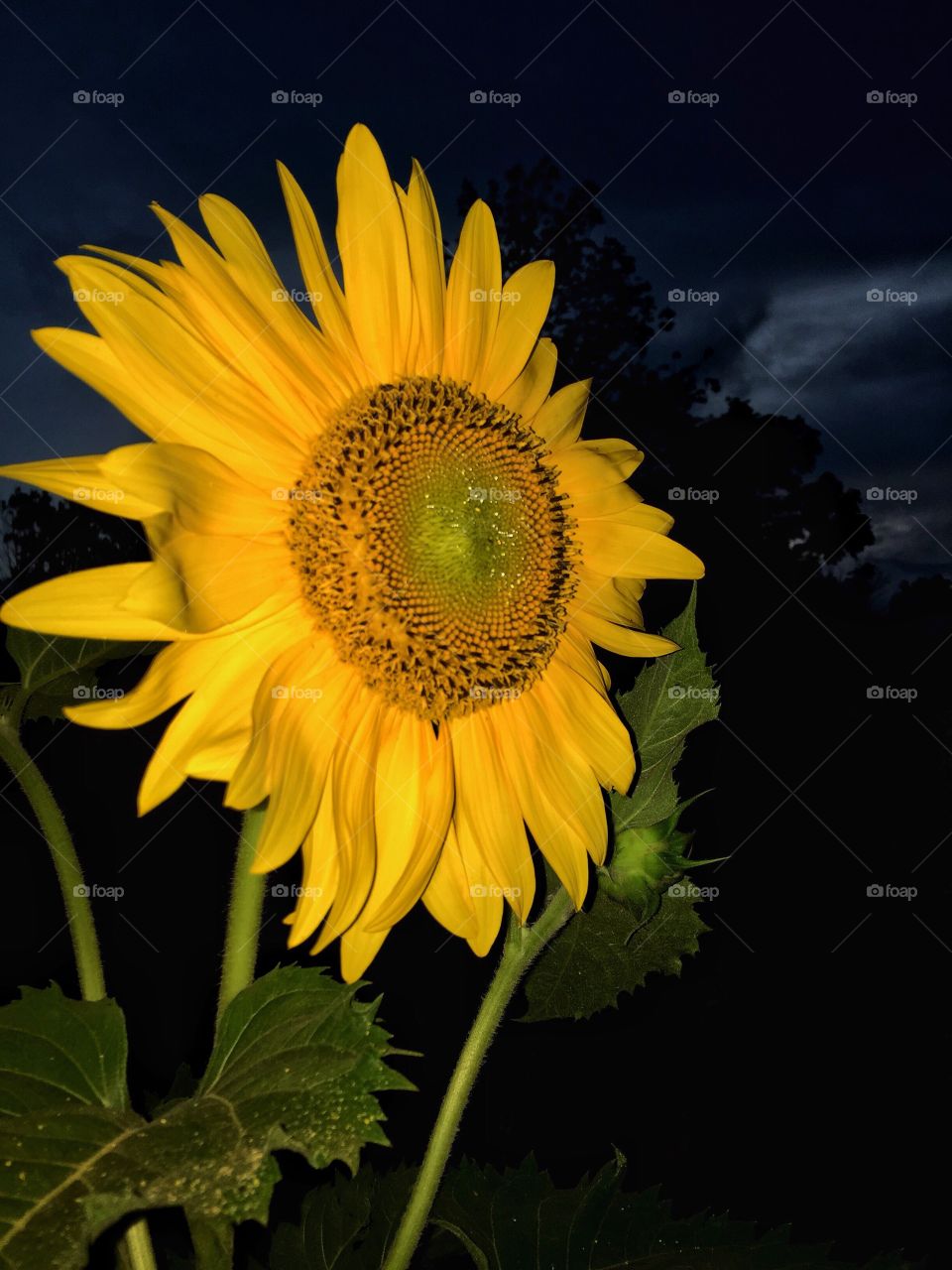 Sunflower in the summer 