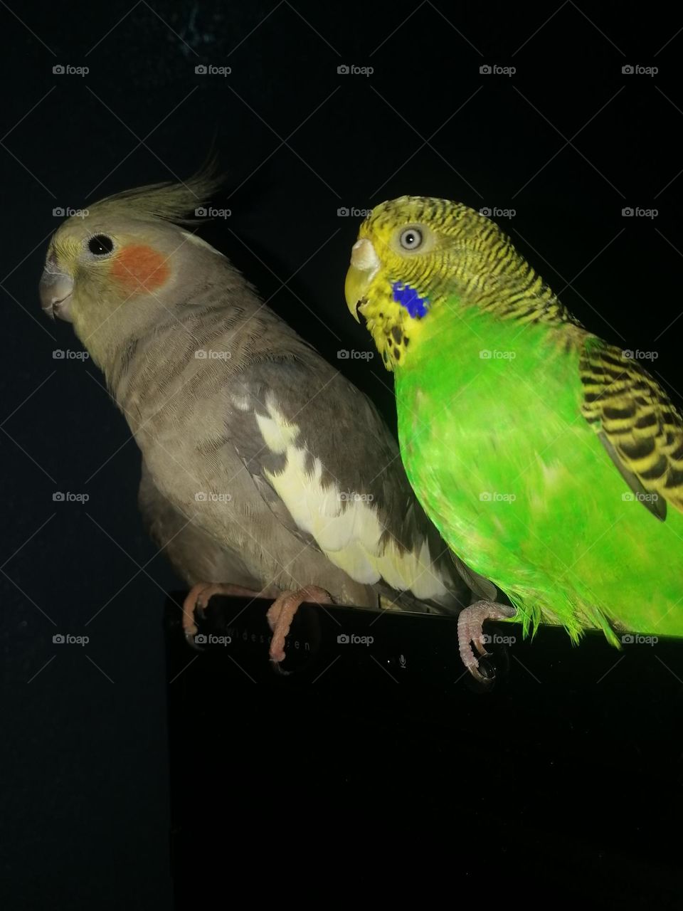 beautiful birds picture