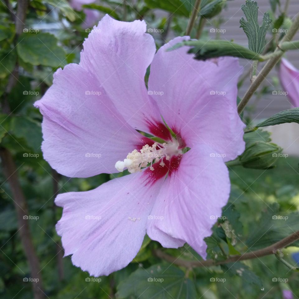 hibiscus