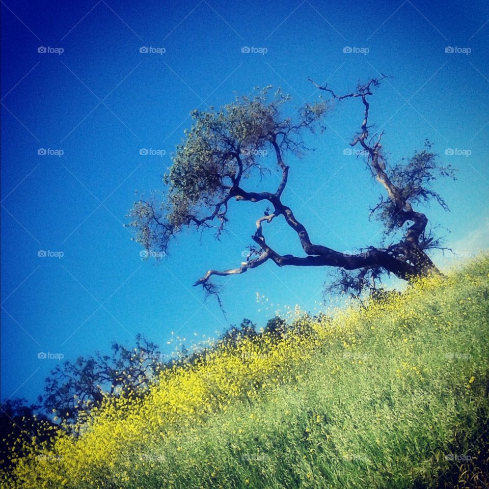 Tree Surrounded By Beauty. This caught my eye because of the beautiful yellow flowers surrounding the tree.