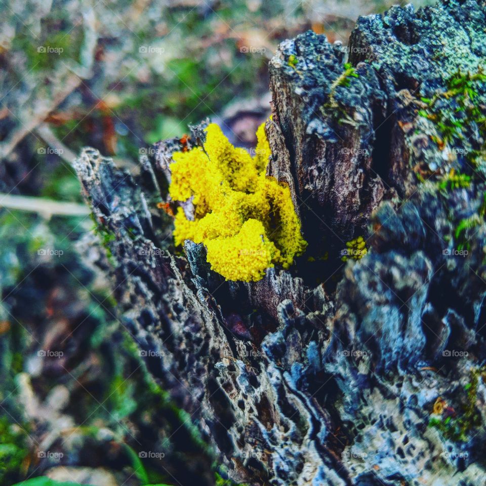 yellow fungi wood fungus