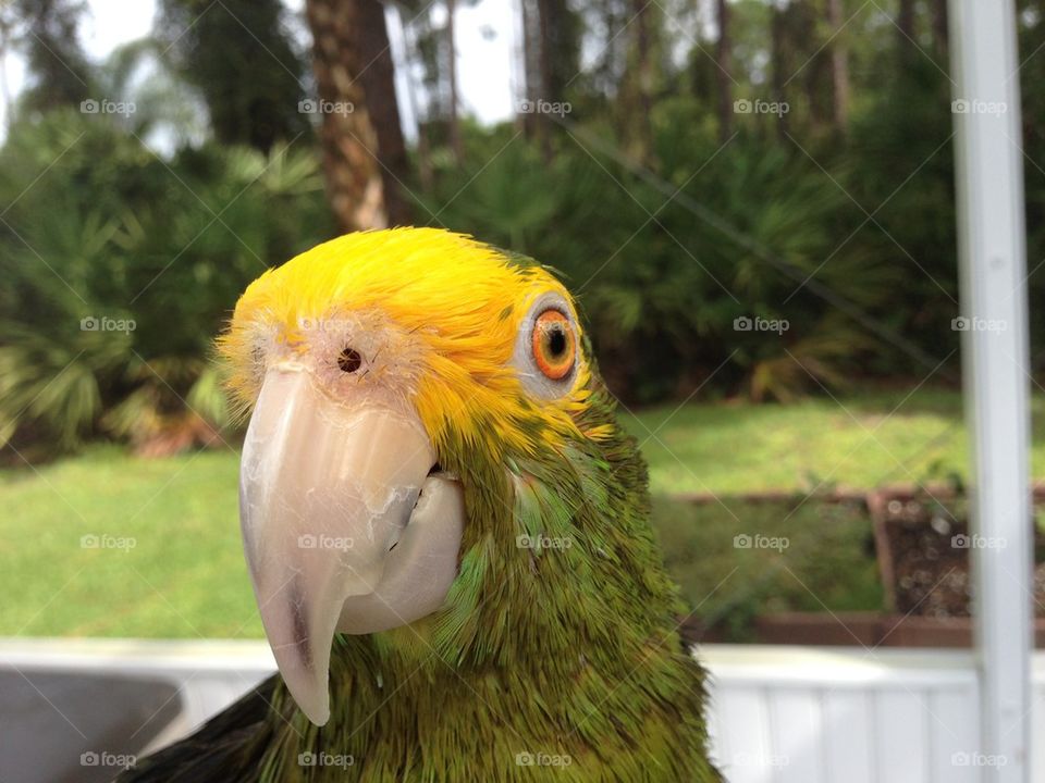 Parrot head