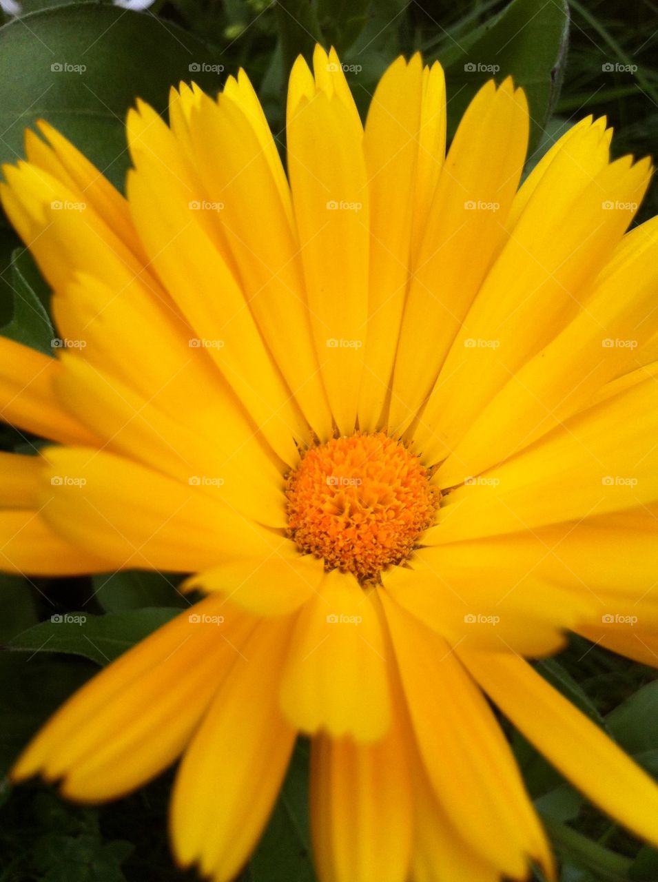 Yellow sunshine of my garden