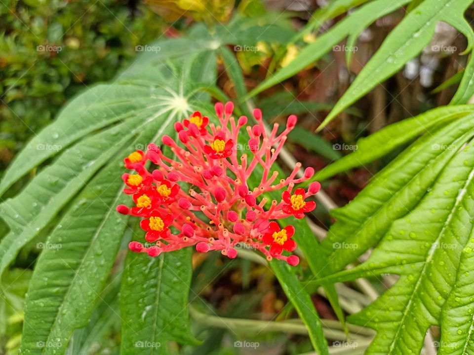 Close-up of a bright red flower with small yellow petals in the center, surrounded by large green leaves with a rough texture