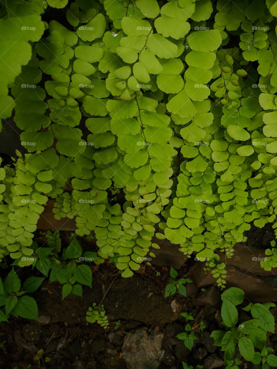 Arrangements of Adiantum (fern)- Picture has been captured on Realme 6i without using any filters.