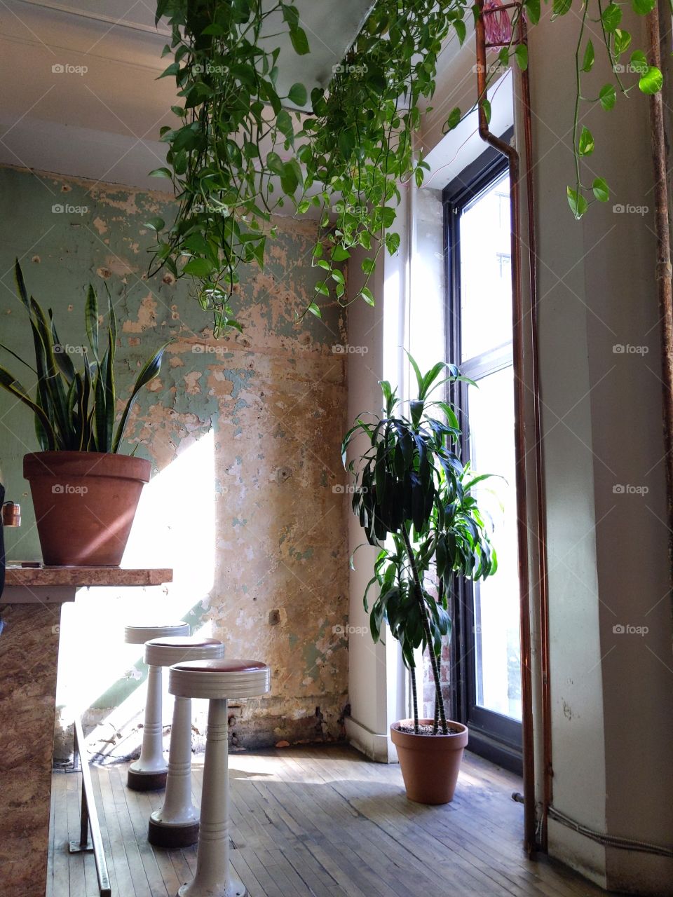 beautiful little corner of a restaurant with variations of light and shadows, and tons of green plants