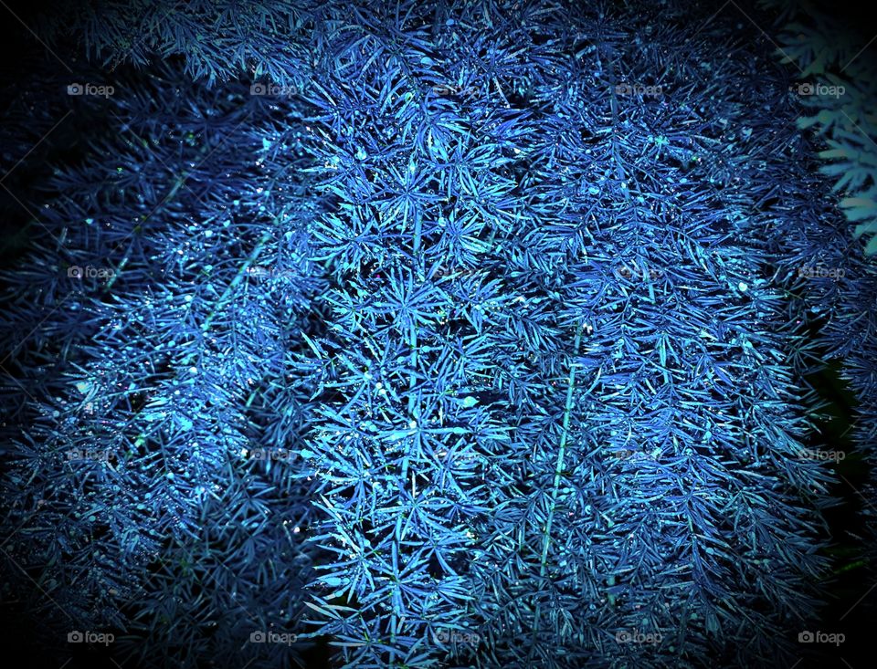 blue fern