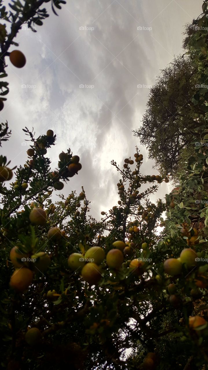 ARGAN grain tree nature