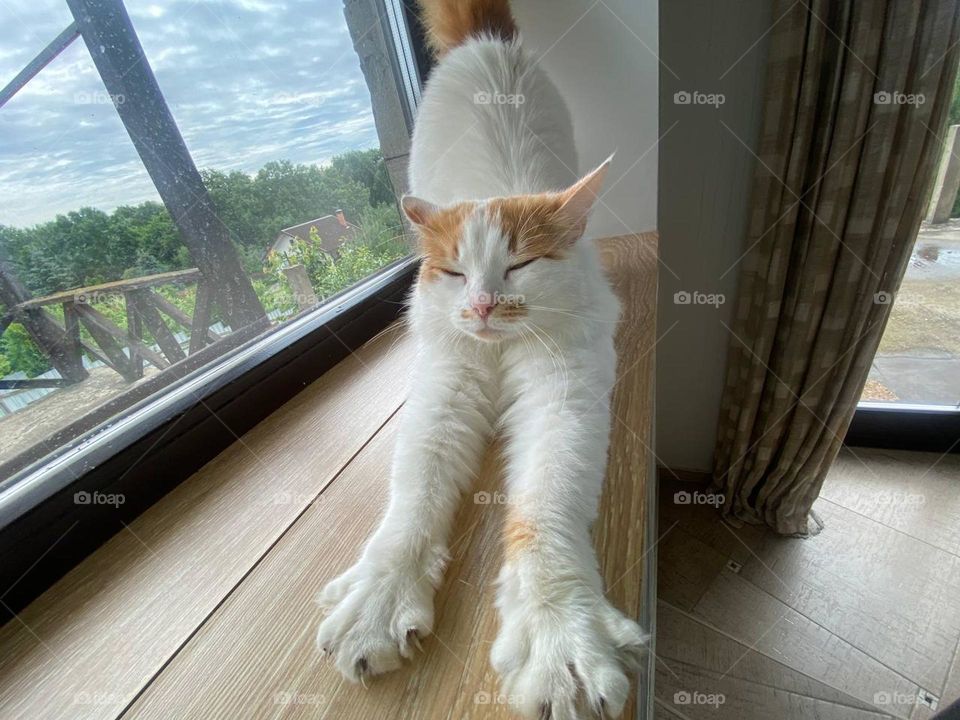 The cat woke up and stretched