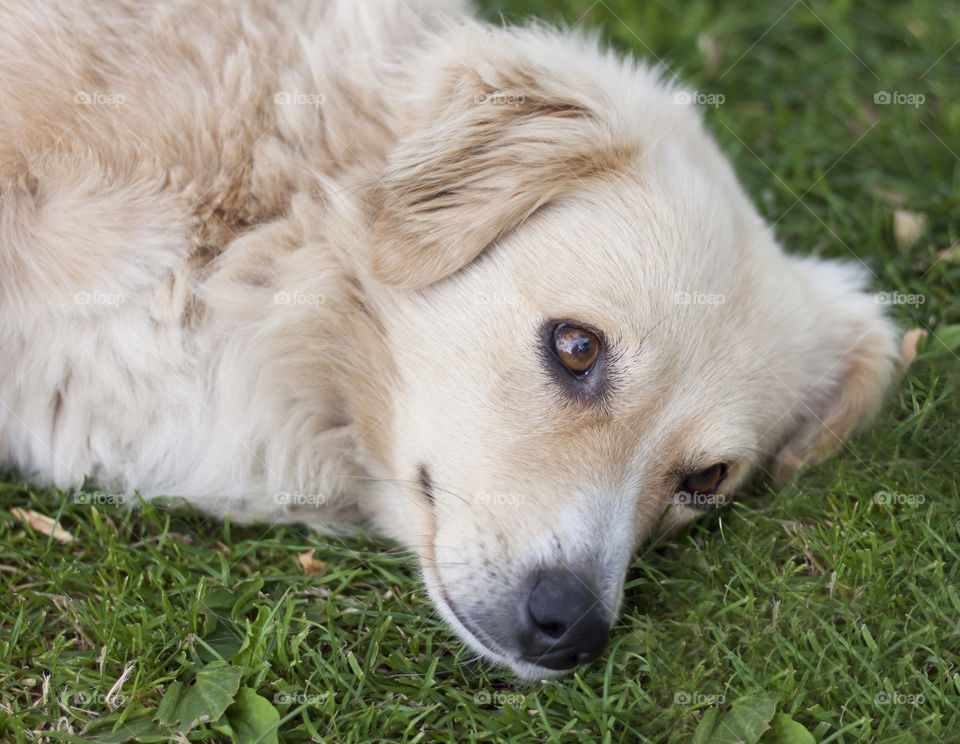 Dog with beautiful eyes lying on green grass