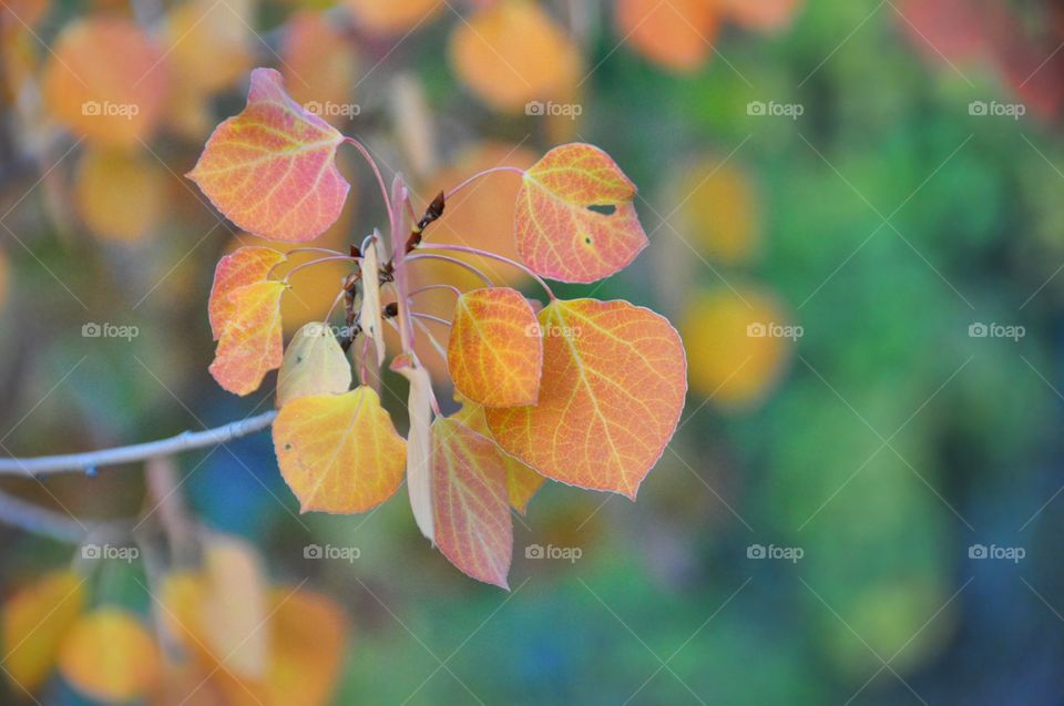 Perfectly colorful and vivid Aspen leaves in the peak of autumn. This is a tight shot with a neutral green background.